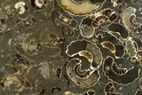 Polished Ammonite (Promicroceras) Slab - Marston Magna Marble #131996-1